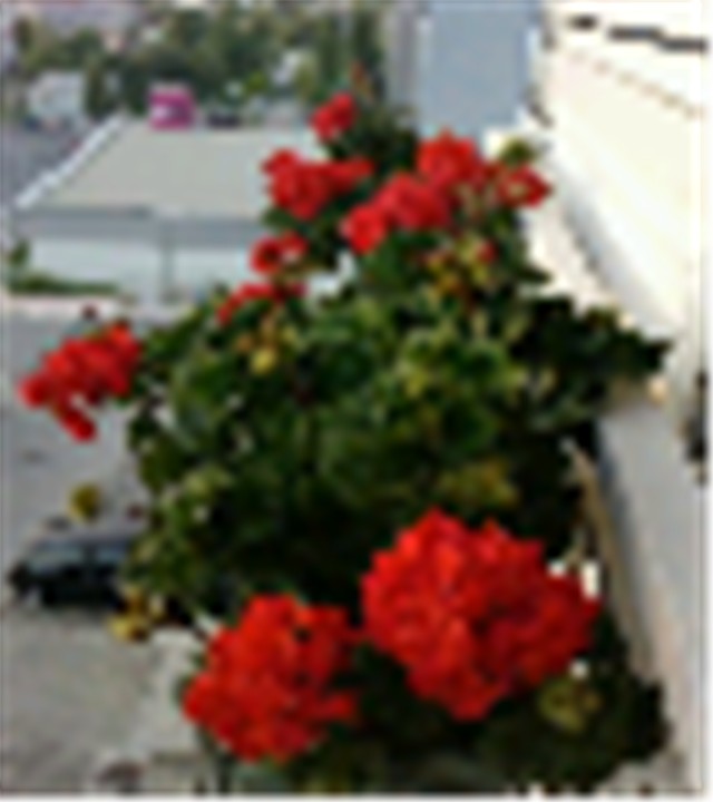 đirani, travanj 2013